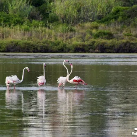 فيلة Vh Costablanca - Osalva *